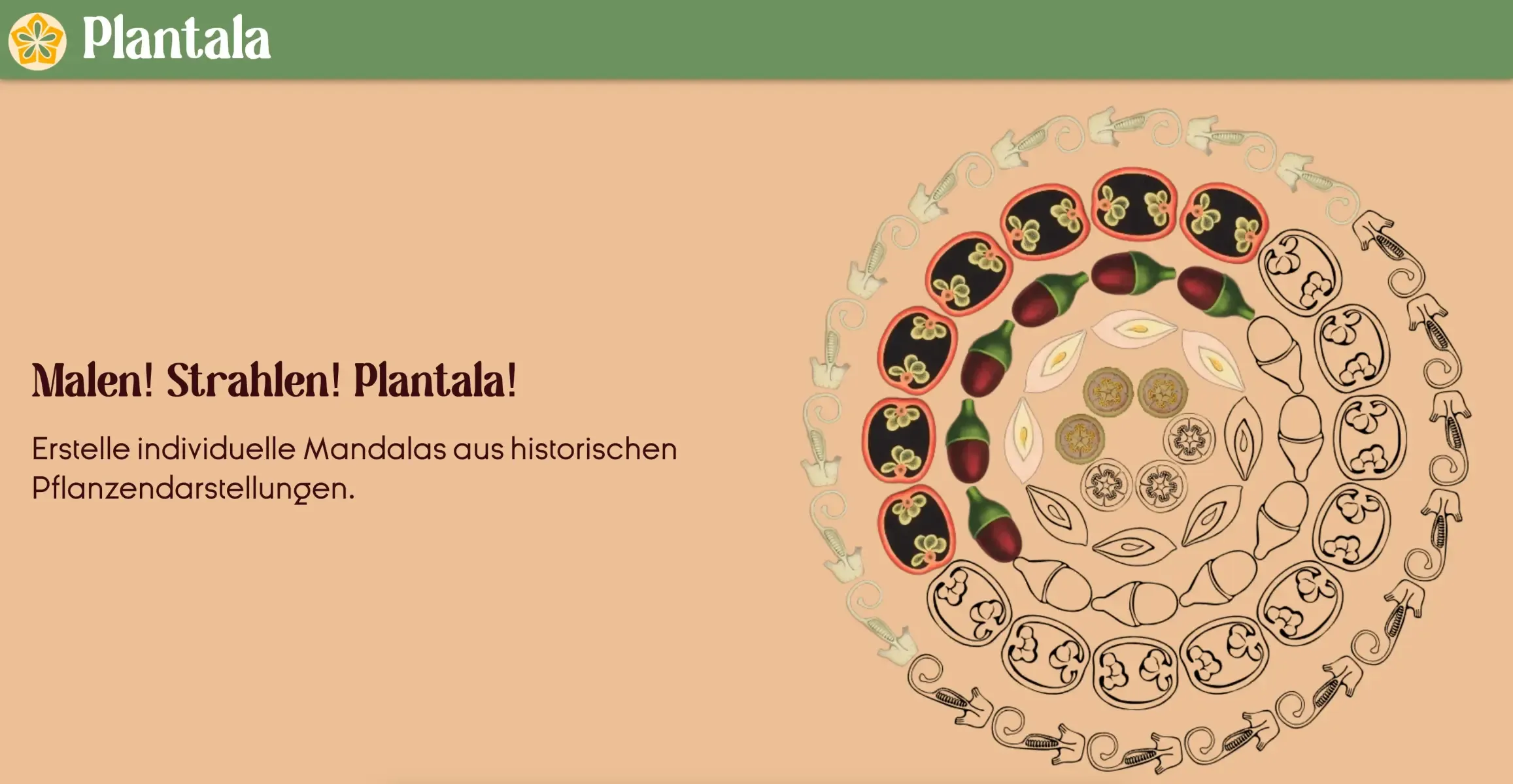 Mit Plantala hauchten wir archivierten und digitalisierten Biologie-Lehrtafeln der Zentralen Kustodie der Universität Göttingen ein neues Leben ein. Mit Plantala lassen sich aus einzelnen Pflanzenteilen bunte und ausmalbare Mandalas gestalten.